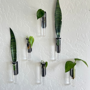 May include: Six clear glass test tubes with black metal holders are mounted on a white wall. Each tube contains a different type of green plant, including a snake plant, a pothos, and a philodendron.