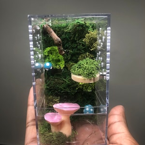 Fun Forest Floor Jumping Spider Enclosure! Includes custom moss background, wooden magnet ledge, fantasy mushrooms & bottom opening!