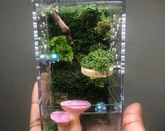 Fun Forest Floor Jumping Spider Enclosure! Includes custom moss background, wooden magnet ledge, fantasy mushrooms & bottom opening!