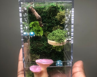 Fun Forest Floor Jumping Spider Enclosure! Includes custom moss background, wooden magnet ledge, fantasy mushrooms & bottom opening!