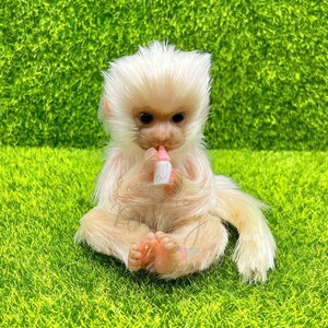 Könnte beinhalten: Eine weiße, flauschige Affenpuppe mit einer rosa Flasche im Mund. Der Affe sitzt auf einer grünen Grasfläche.