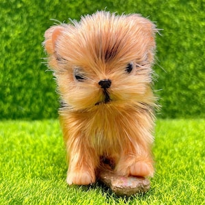 Loula's Little Nursery Rover The Yorkshire Terrier Puppy - Realistic Silicone Animals, Babies - Reborn Silicone Piglet