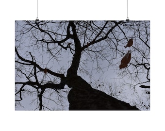 Beyond Branches: The Infinite Above