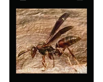 Vintage Bee Art Print, Rustic Insect Poster