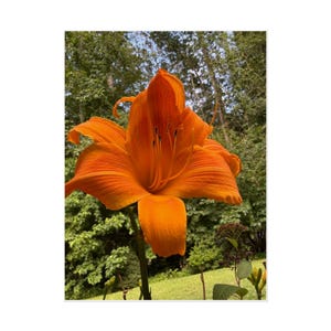Rolled Posters - Orange Daylily Floral Art Print, Hemerocallis Tiger Lily Botanical Wall Decor, Perennial Flower Poster Gift for Gardener,