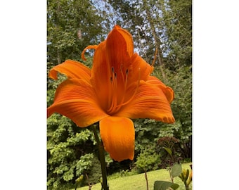 Orange Daylily Floral Art Print: Botanical Garden Wall Decor