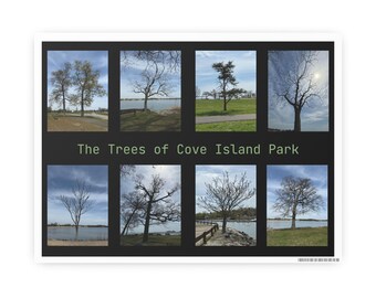 Spring Trees Art Print: Cove Island Park Photography Poster