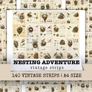 Kit diario vintage con strisce di uccelli nidificanti, sfondo carta, arte multimediale, pagina di scrapbooking, collage, stampabile, download digitale