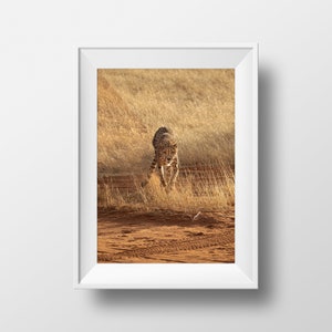 Peut inclure: Tirage encadré d'un guépard en mouvement. Le félin, avec son pelage tacheté, est photographié en pleine course sur un sentier sablonneux, avec de hautes herbes sèches en arrière-plan. L'image est encadrée d'un cadre blanc.