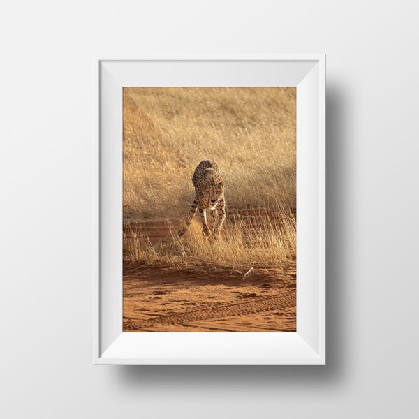 Gepard Kalahari Namibia | Poster Wandbild | Reise Geschenk | Afrika Südafrika