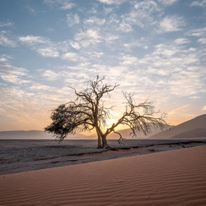 Peut inclure: Un arbre mort solitaire se dresse dans un paysage désertique avec des dunes de sable rouge au premier plan et un ciel bleu avec des nuages blancs en arrière-plan.