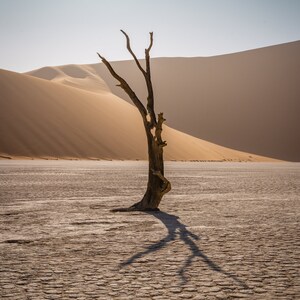 May include: A lone, dead tree stands in a desert landscape. The tree is bare and branches reach up towards the sky. The ground is cracked and dry, with sand dunes in the background.