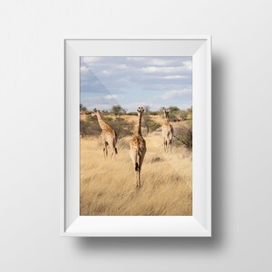 Peut inclure: Trois girafes marchent en s'éloignant de l'appareil photo dans un champ herbeux. Les girafes sont brunes et blanches avec de longs cous et de longues pattes. Le ciel est bleu avec des nuages blancs.