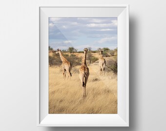 GIRAFFEN KALAHARI NAMIBIA | Poster Wandbild | Reise Geschenk | Afrika Südafrika
