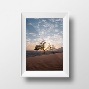 Peut inclure: Un arbre solitaire se dresse dans un paysage désertique avec des dunes de sable rouge et un ciel bleu avec des nuages blancs. Le soleil brille fortement, projetant de longues ombres de l'arbre.