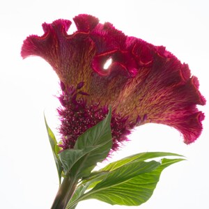 Celosia, a delightful flower.