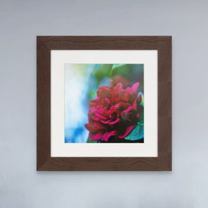 Rhododendron Blossom II
