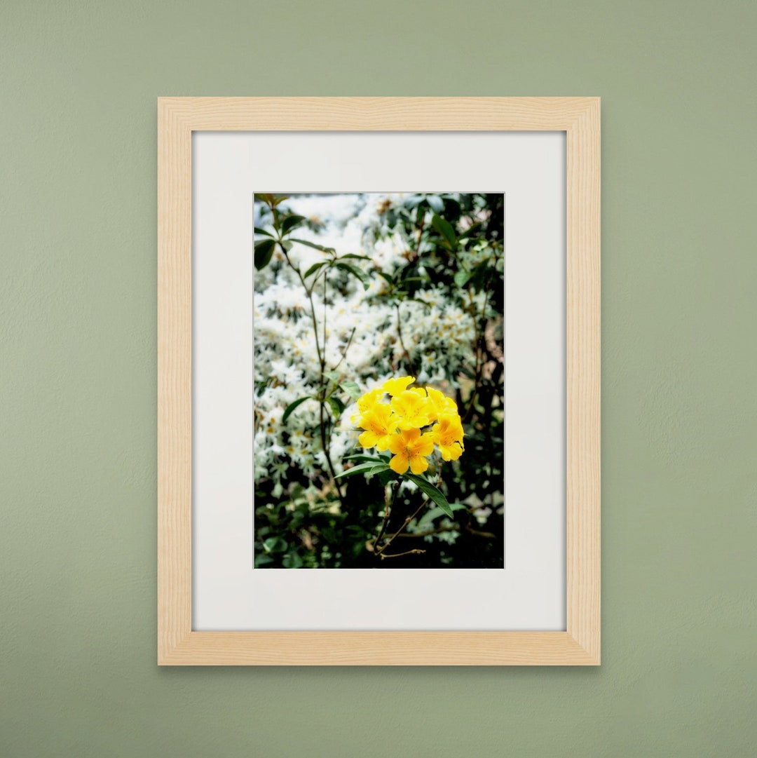 Rhododendron Spring Blooms - Etsy