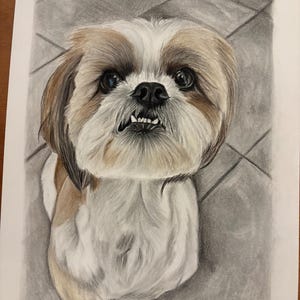 Może przedstawiać: Rysunek ołówkiem psa rasy Shih Tzu, z biało-brązowym umaszczeniem, patrzącego w górę. Sierść psa jest szczegółowa, a rysunek umieszczono na szarym, kafelkowym tle. Wyraz pyska psa jest czujny.