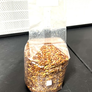 May include: A clear plastic bag filled with a mixture of brown and golden grains. The bag features a white square filter patch near the top and a small white square port near the bottom, designed for mushroom cultivation and grain spawn.