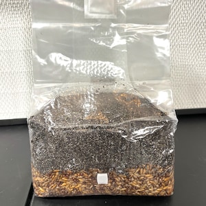 Magical 5lb All-In-One Mushroom Grow Bag | CVG Substrate + Sterile Grain | Manure-Loving Species | Mycology Grow Kit