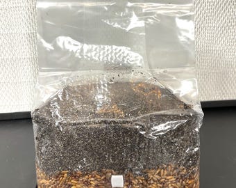 Sacco magico da 5 libbre per la coltivazione di funghi tutto in uno / Substrato CVG + Grano sterile / Specie amanti del letame / Kit di coltivazione micologica