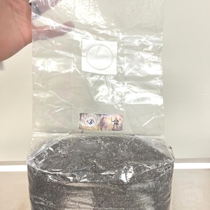 May include: A clear plastic mushroom grow bag filled with dark, granular substrate. The bag features a white circular filter patch near the top and a rectangular label in the center with the text GALNUT and a small illustration of a wizard.