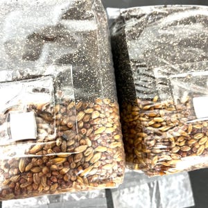 Magical 2lb All-In-One Mushroom Grow Bag (2 Pack) | CVG Substrate + Sterile Grain | Manure-Loving Species | Mycology Grow Kit