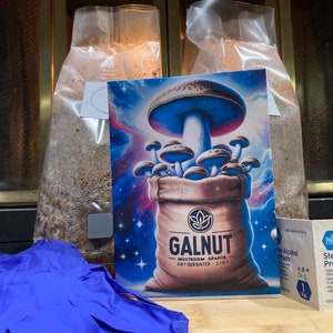 May include: Two clear plastic bags filled with a light brown substrate, a blue and purple illustration of mushrooms in a bag with the text "GALNUT - MUSHROOM GRAPE - ANTIEIRGINTER - 21011", a pair of blue nitrile gloves, and two sterile alcohol prep pads.