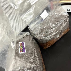 Magical 5lb All-In-One Mushroom Grow Bag | CVG Substrate + Sterile Grain | Manure-Loving Species | Mycology Grow Kit
