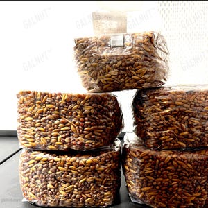 May include: Five rectangular blocks of grain spawn for mushroom cultivation, each individually wrapped in clear plastic. The blocks are filled with dark brown, textured grain kernels. The top block features a small white filter patch.
