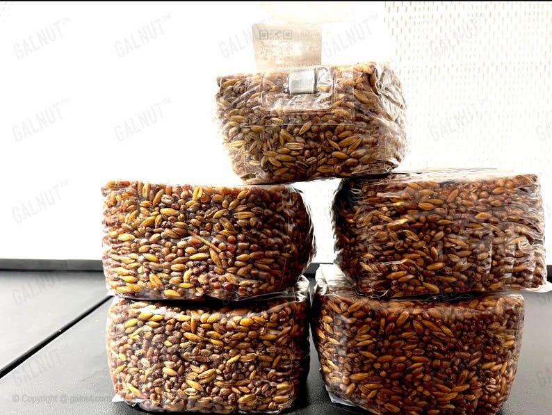 May include: Five rectangular blocks of grain spawn for mushroom cultivation, each individually wrapped in clear plastic. The blocks are filled with dark brown, textured grain kernels. The top block features a small white filter patch.