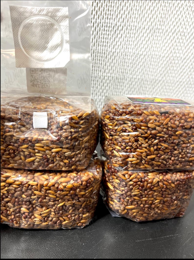 May include: Two clear plastic bags filled with brown grain spawn for mushroom cultivation. The left bag features a white filter patch and a QR code. The right bag has a small rectangular label with a colorful mushroom graphic on top.