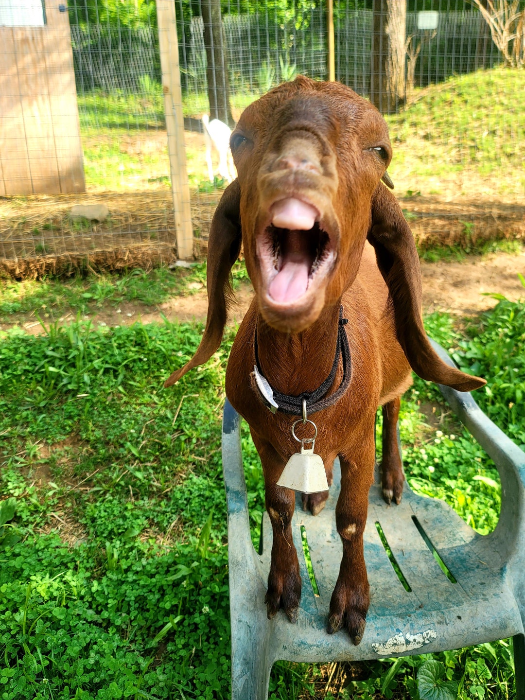 Gummy Goat Yawn Instant Digital Download Etsy