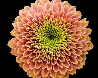 Floral photograph, flower photos, vibrant pink Dahlia, macro photography, botanical photography, botanical photos, floral art, floral print