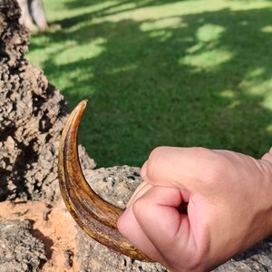 May include: A curved, pointed object with a textured, brown, wood-like appearance. The item has a tapered shape that narrows to a sharp tip, featuring visible grain patterns and dark brown streaks throughout its surface, held in a closed fist.