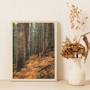 Woods Wall Decor,Forest Photo Wall Art,Tree Photography Home Decor,Old Growth Trees Print