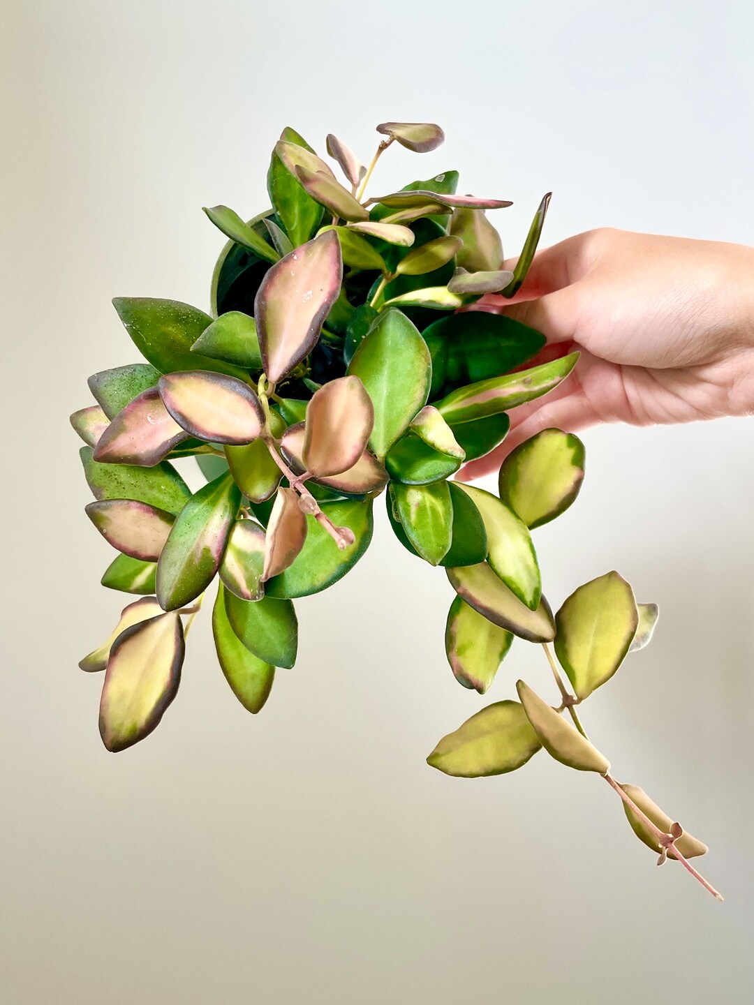 Variegated Hoya Burtoniae - Etsy