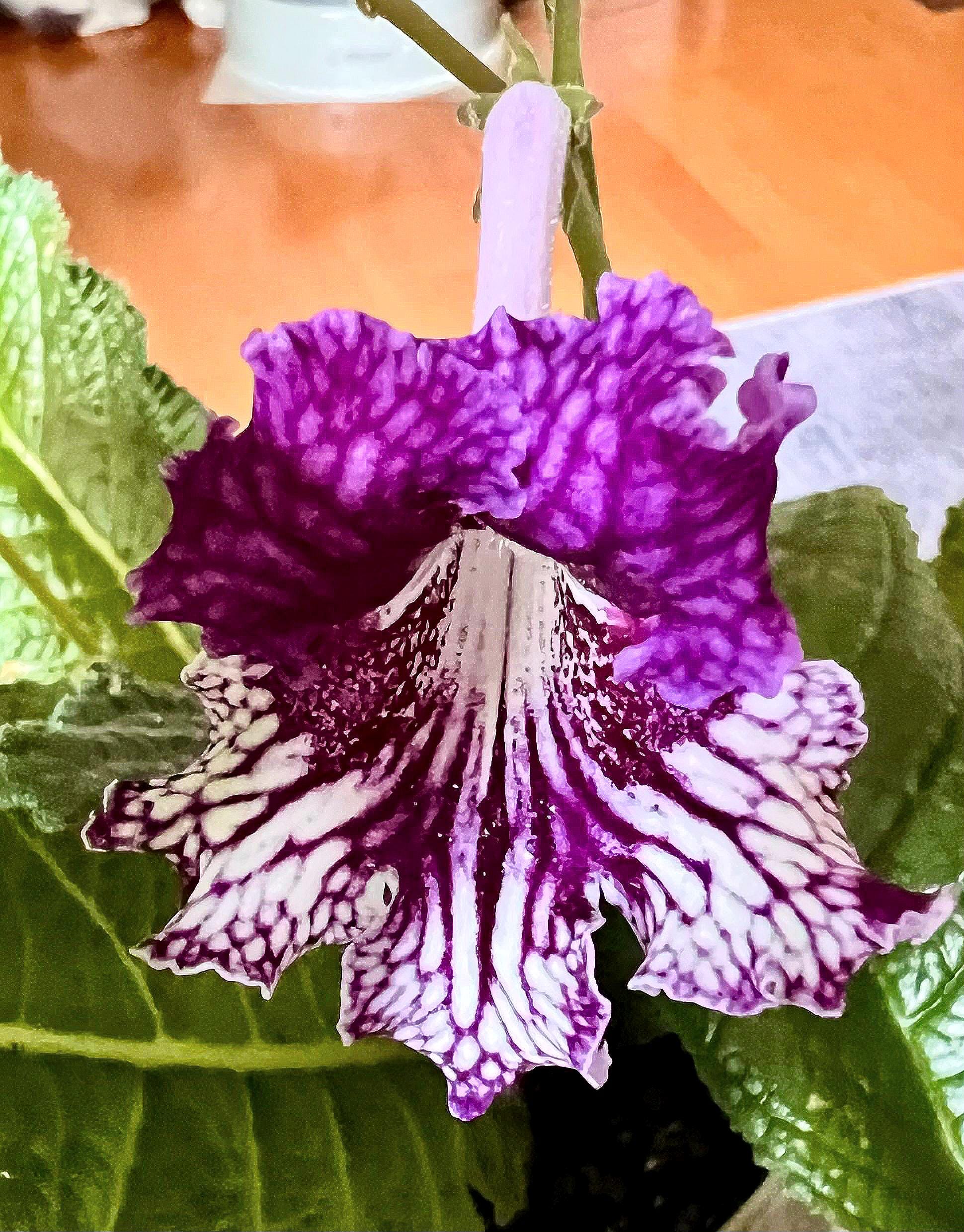 Zhizel - Streptocarpus or Cape Primrose Plant With Buds. - Etsy