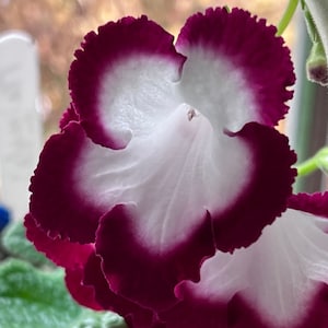 Fleischle’s roulette Streptocarpus  or Cape primrose  plant.