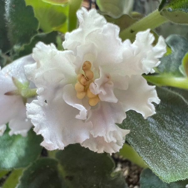 African violet plant “White night “