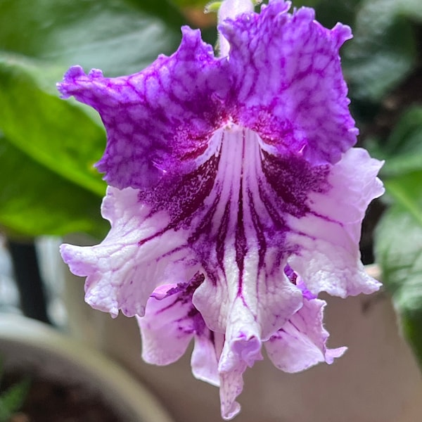 Streptocarpus or Cape primrose “Zhizel”  plant.