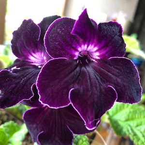 Flowering, full grown My favorite Streptocarpus