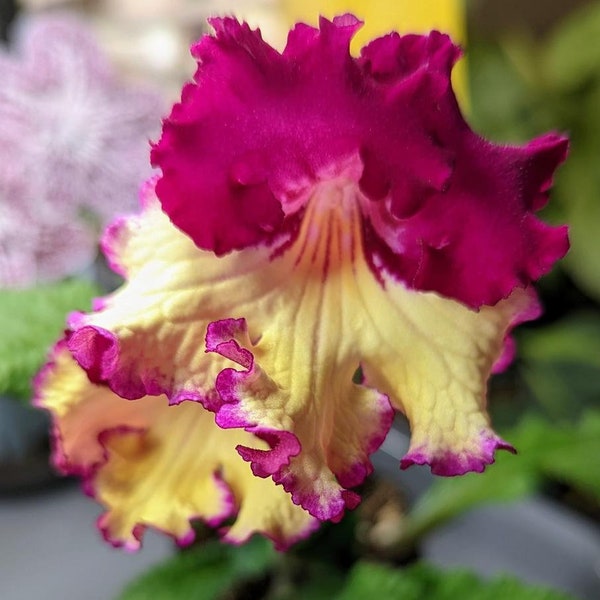 Streptocarpus or cape primrose “Wow” starter plant.