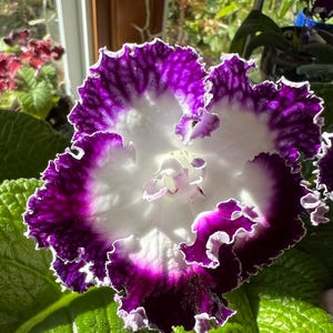 Streptocarpus the “Boston Waltz” starter plant.