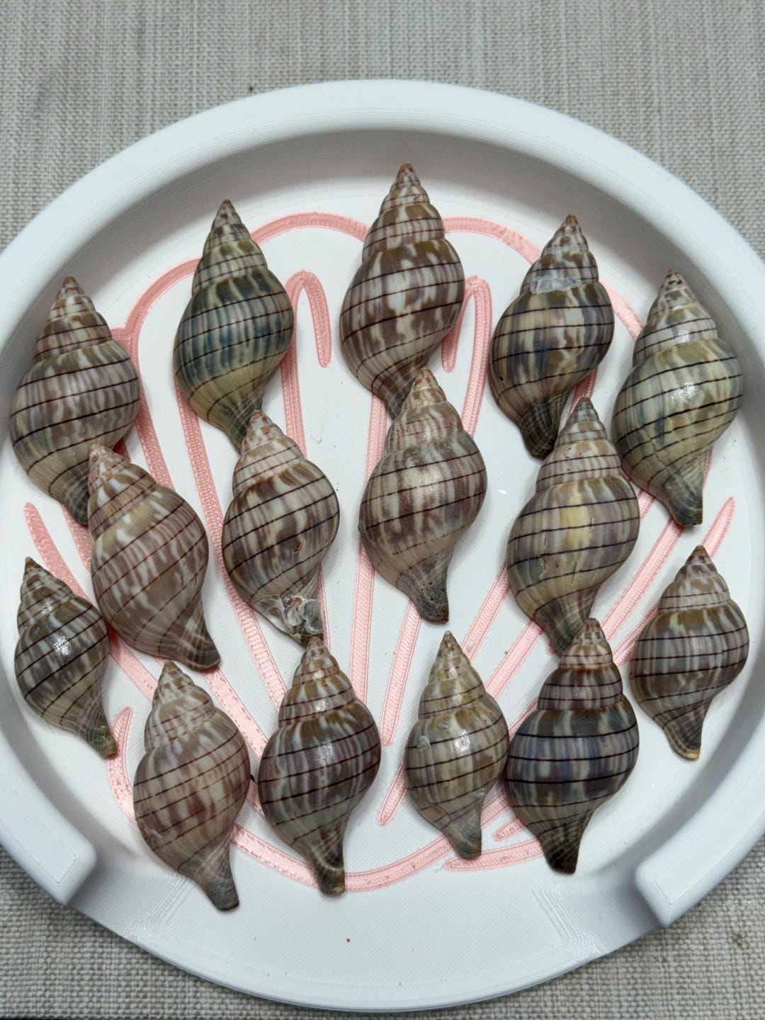 15 Banded Tulip Shells – Florida Coastal Decor, Craft Supply, Natural ...