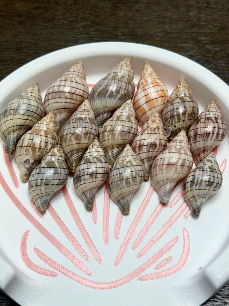 15 Banded Tulip Shells – Florida Coastal Decor, Craft Supply, Natural ...