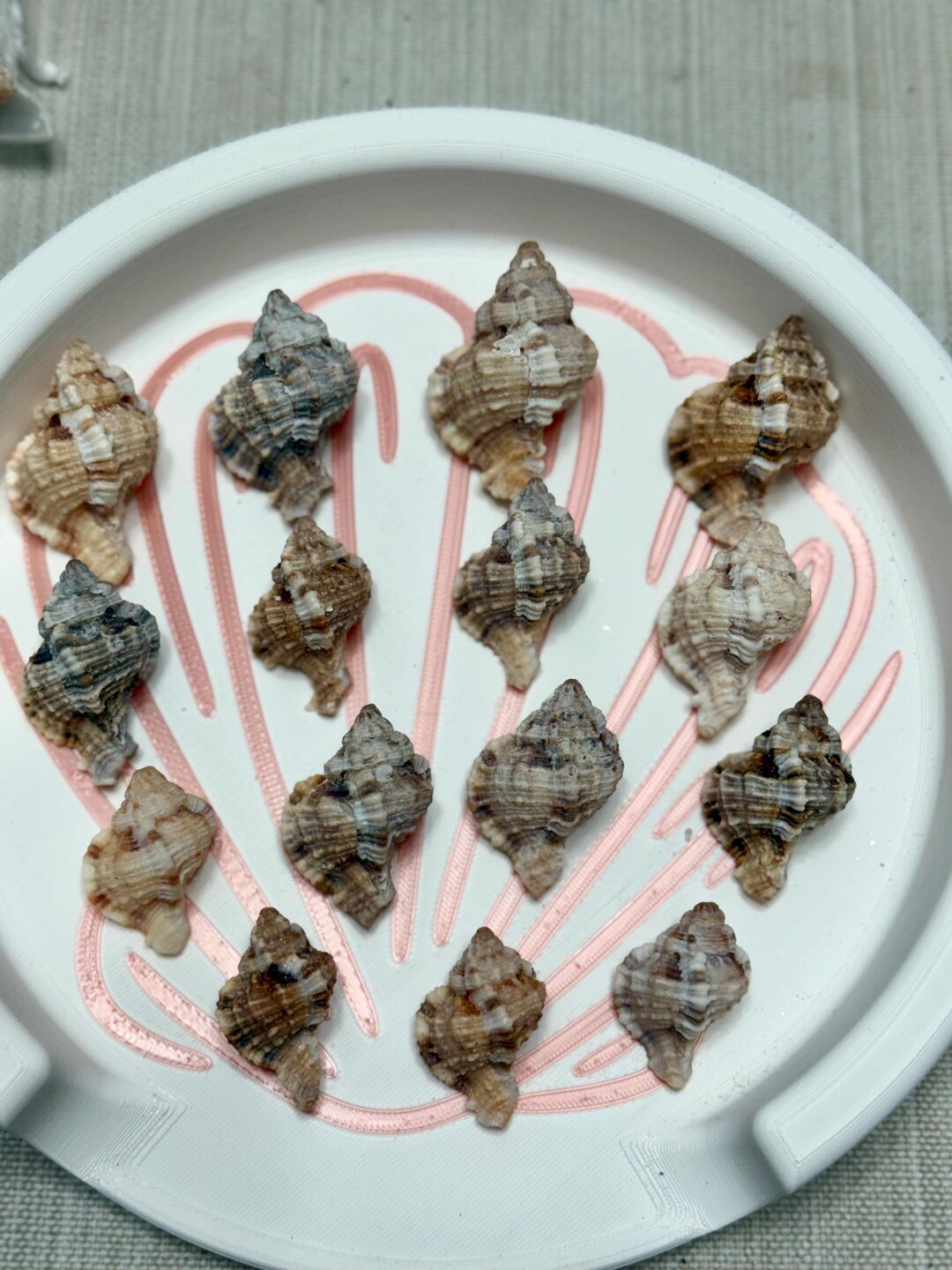 15 Real Florida Apple Murex Shells– Gulf Coast Coastal Decor Craft ...