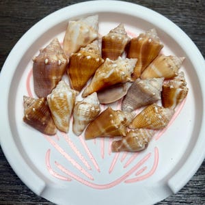 Puede incluir: Una colección de conchas marinas de varios tamaños y formas, en tonos marrones, beige y blancos, dispuestas en un plato redondo blanco con un diseño de concha rosa. Las conchas crean una estética costera natural.