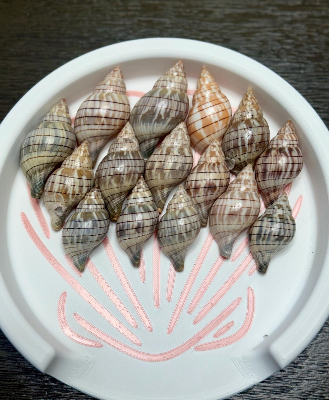 15 Banded Tulip Shells – Florida Coastal Decor, Craft Supply, Natural ...